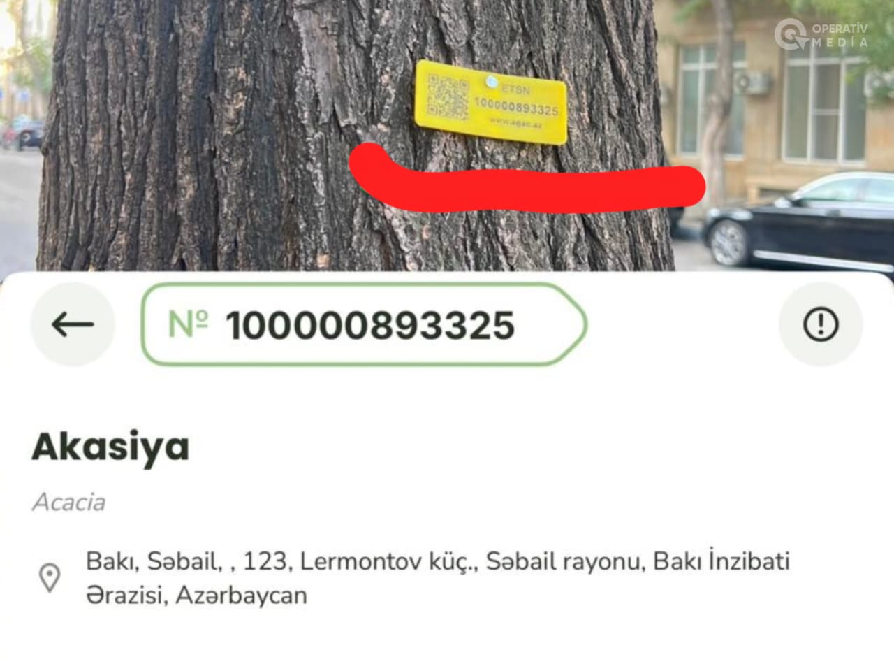 Bakıda nə qədər ağac qeydiyyata alınıb?