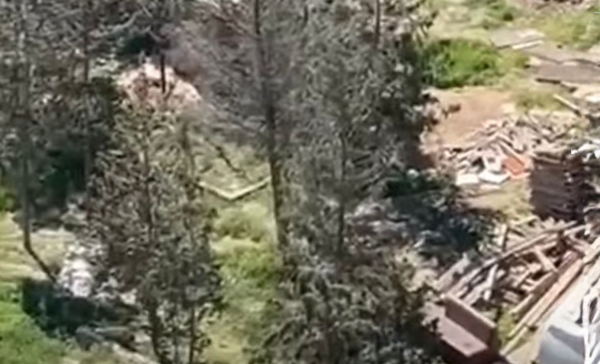 Sumqayıtda ağac kəsilmə faktı üzə prosessual araşdırma aparılır - Şəkil 2