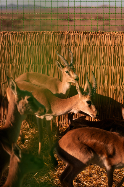 Qaxda Axar-Baxar Milli Parkının açılışı olub - Şəkil 6