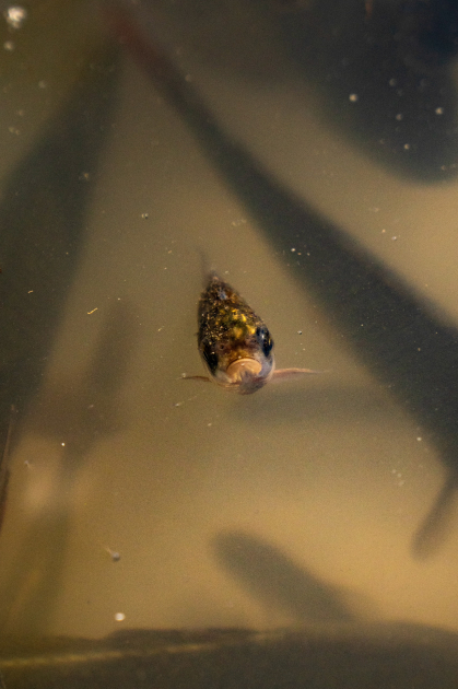 Qaxda Axar-Baxar Milli Parkının açılışı olub - Şəkil 13