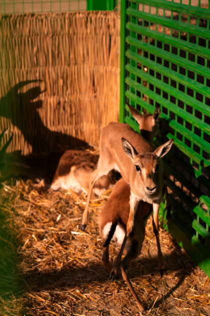 Qaxda Axar-Baxar Milli Parkının açılışı olub - Şəkil 17