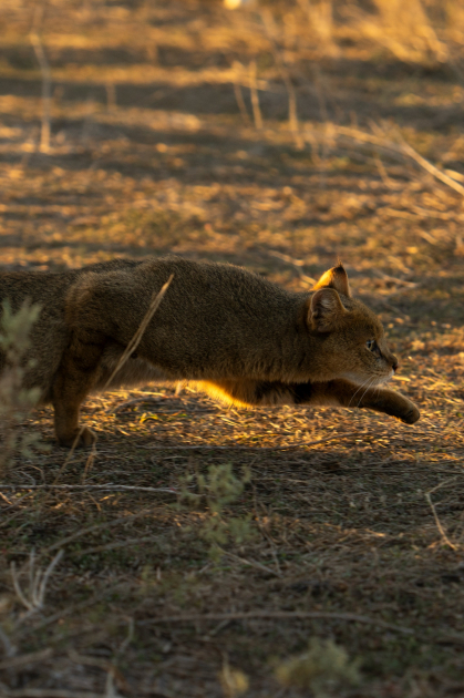 Qaxda Axar-Baxar Milli Parkının açılışı olub - Şəkil 29