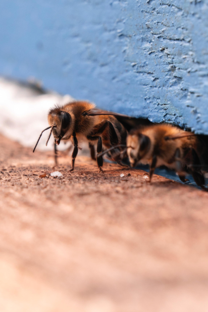 Leyla Əliyeva Qəbələdə “Gənc arıçı” layihəsinin iştirakçısı ilə görüşüb - Şəkil 12