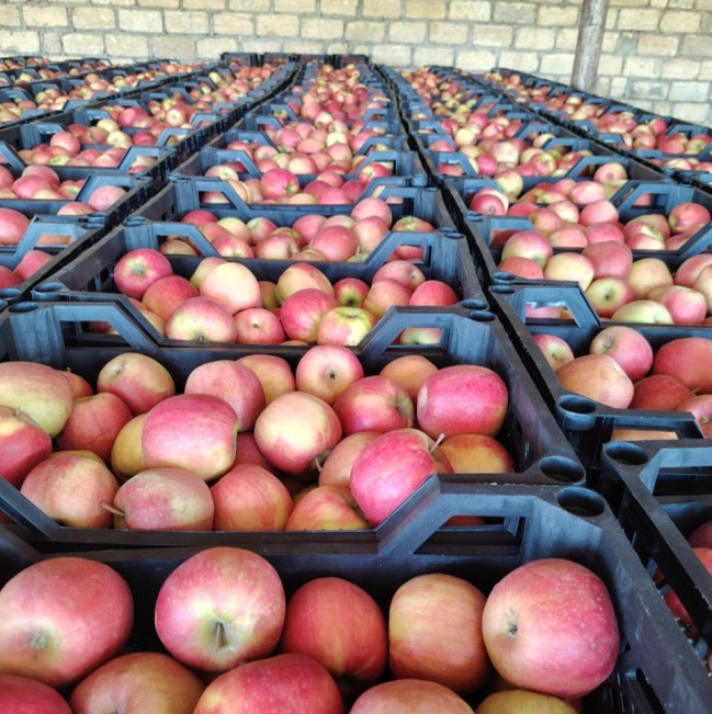 Türkiyəyə ixracı nəzərdə tutulan alma məhsulu partiyalarında uyğunsuzluq aşkarlanıb