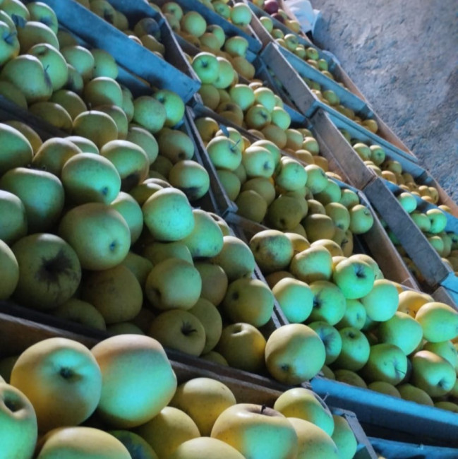 Türkiyəyə ixracı nəzərdə tutulan alma məhsulu partiyalarında uyğunsuzluq aşkarlanıb - Şəkil 2