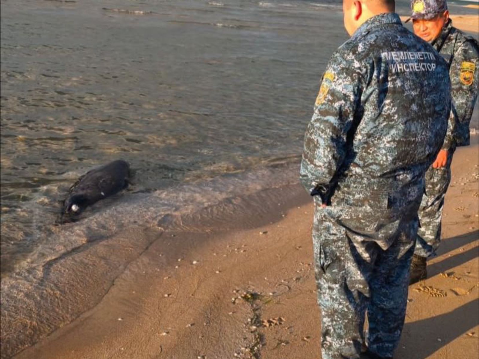 Qazaxıstanda Xəzər sahilində 112 ölü suiti tapılıb- FOTO